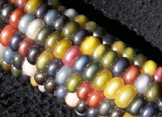 colour corn 3